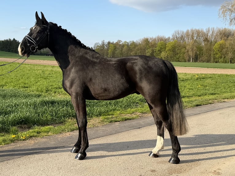 Schweres Warmblut Wallach 3 Jahre 164 cm Rappe in Riedlingen