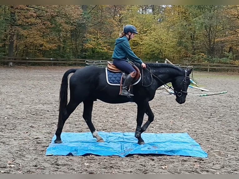 Schweres Warmblut Wallach 3 Jahre 164 cm Rappe in Braunschweig