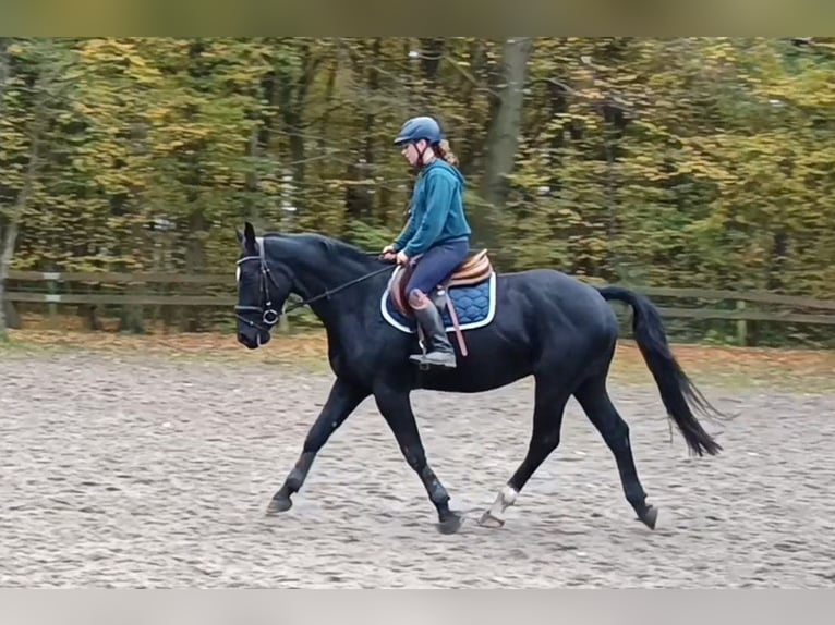 Schweres Warmblut Wallach 3 Jahre 164 cm Rappe in Braunschweig