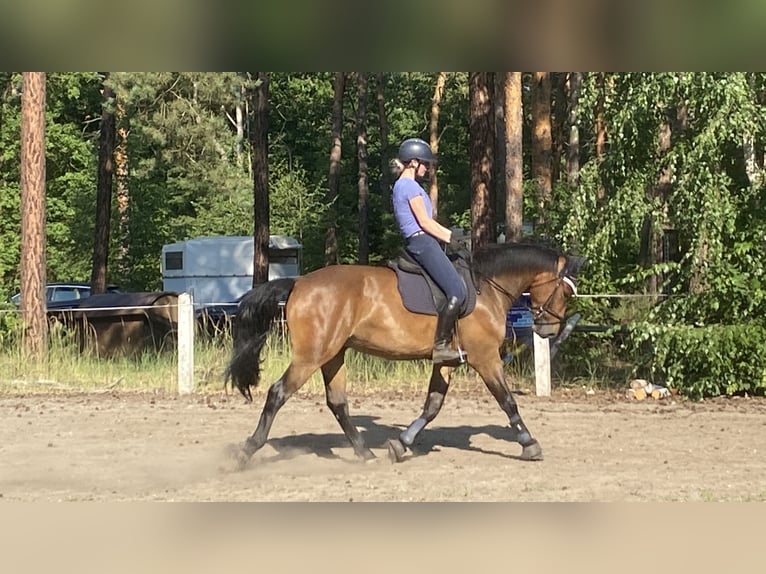Schweres Warmblut Wallach 3 Jahre 165 cm Brauner in Doberlug-Kirchhain