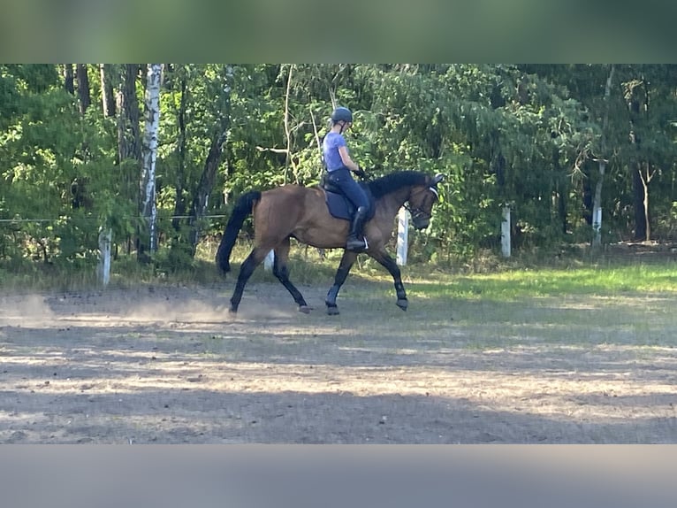 Schweres Warmblut Wallach 3 Jahre 165 cm Brauner in Doberlug-Kirchhain