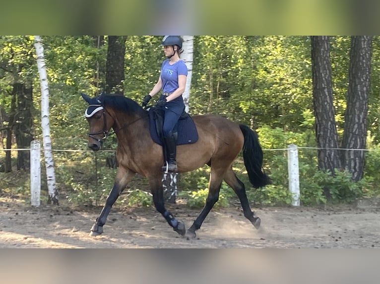 Schweres Warmblut Wallach 3 Jahre 165 cm Brauner in Doberlug-Kirchhain