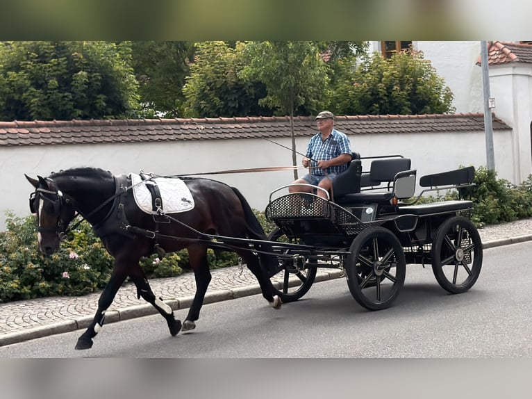 Schweres Warmblut Wallach 3 Jahre 165 cm Dunkelbrauner in Riedlingen