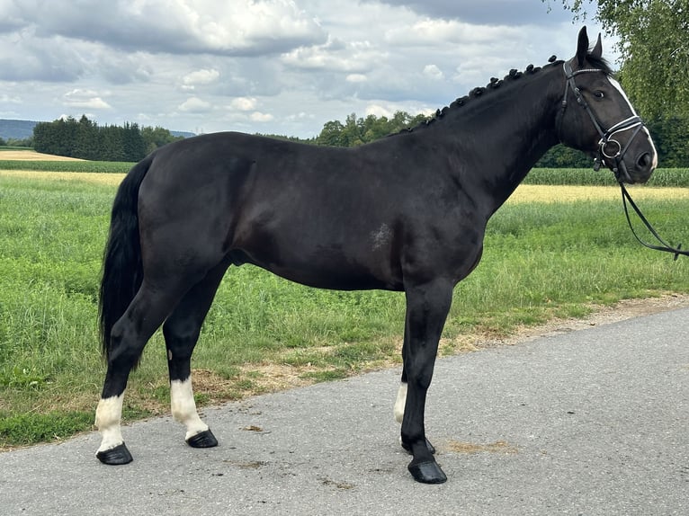 Schweres Warmblut Wallach 3 Jahre 165 cm Rappe in Riedlingen