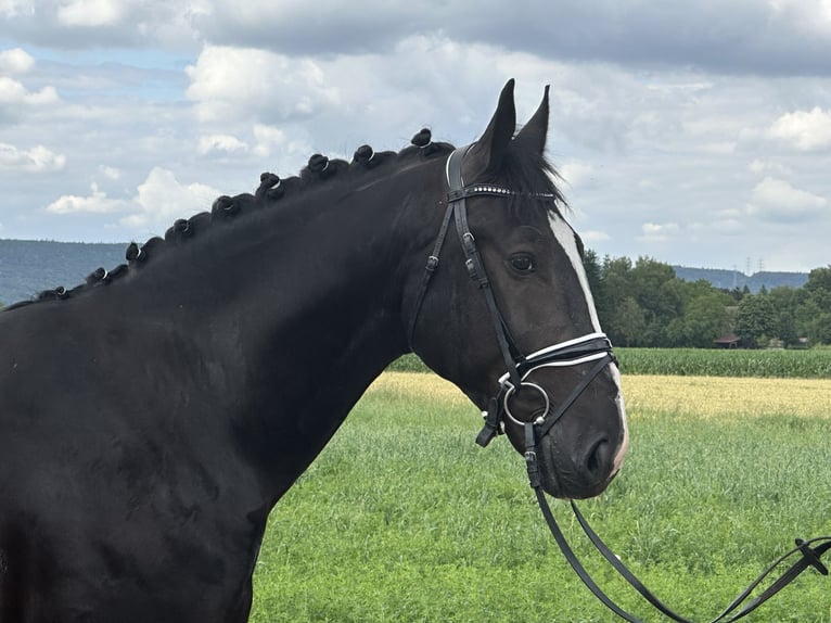 Schweres Warmblut Wallach 3 Jahre 165 cm Rappe in Riedlingen