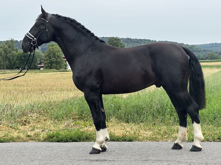 Schweres Warmblut Wallach 3 Jahre 165 cm Rappe in Riedlingen