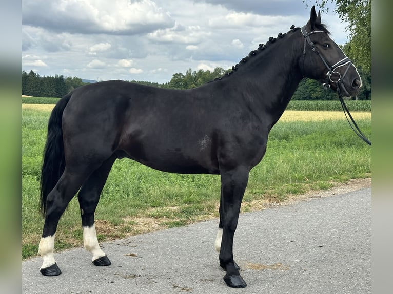 Schweres Warmblut Wallach 3 Jahre 165 cm Rappe in Riedlingen