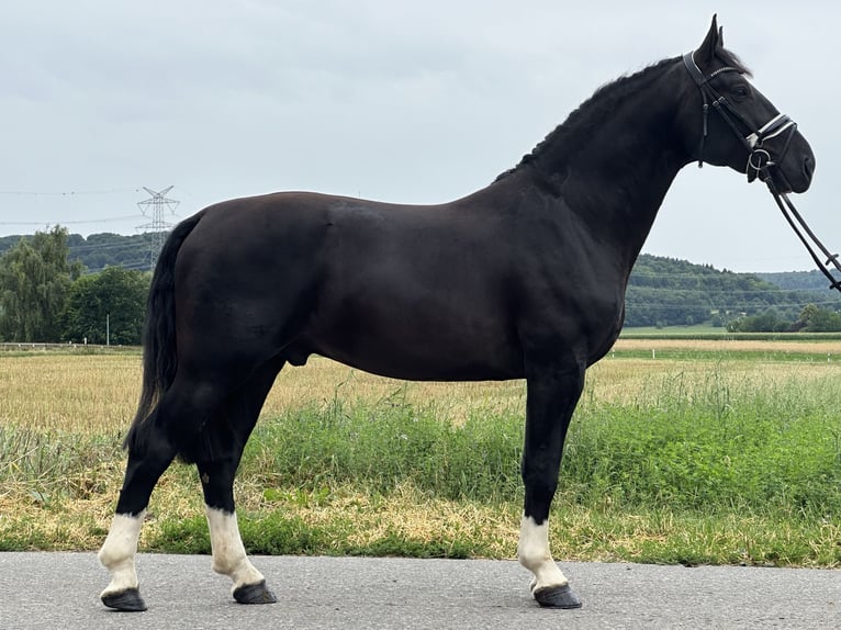 Schweres Warmblut Wallach 3 Jahre 165 cm Rappe in Riedlingen