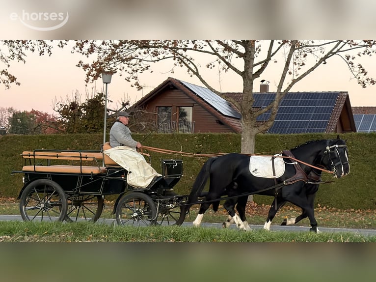 Schweres Warmblut Wallach 3 Jahre 165 cm Rappe in Riedlingen