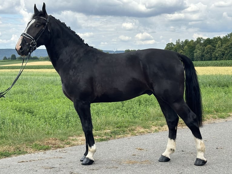 Schweres Warmblut Wallach 3 Jahre 165 cm Rappe in Riedlingen