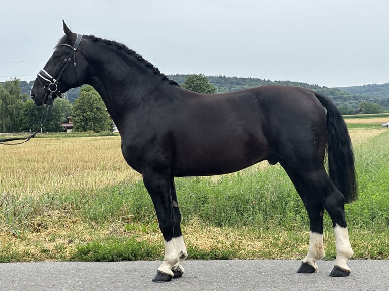 Schweres Warmblut Wallach 3 Jahre 165 cm Rappe in Riedlingen