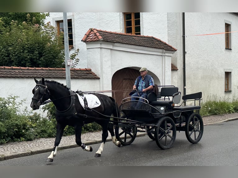Schweres Warmblut Wallach 3 Jahre 165 cm Rappe in Riedlingen
