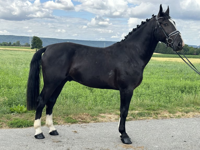 Schweres Warmblut Wallach 3 Jahre 165 cm Rappe in Riedlingen