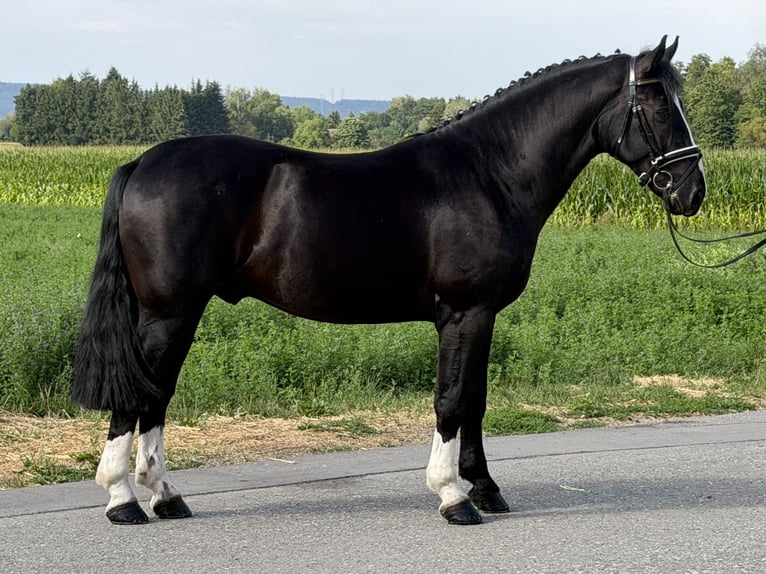 Schweres Warmblut Wallach 3 Jahre 165 cm Rappe in Riedlingen