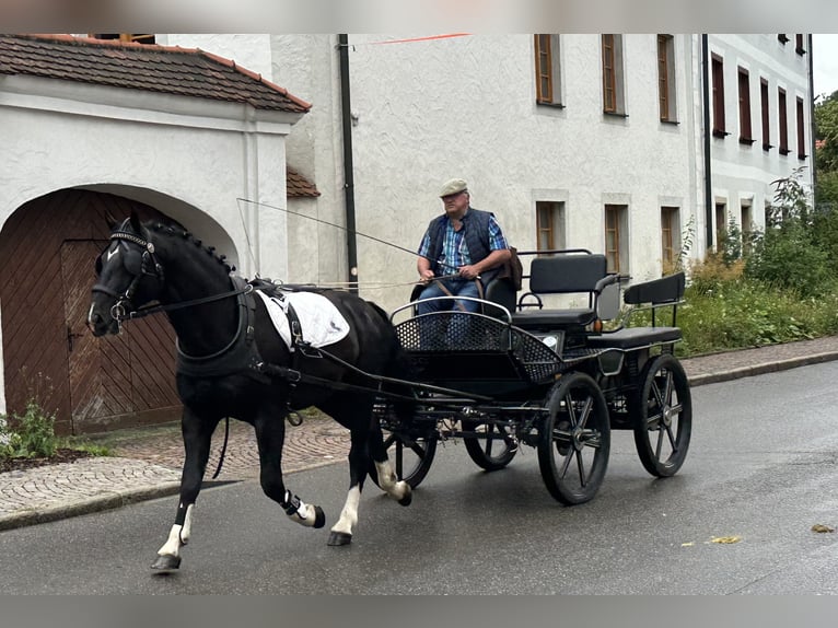 Schweres Warmblut Wallach 3 Jahre 165 cm Rappe in Riedlingen