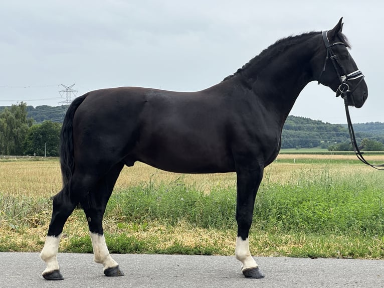 Schweres Warmblut Wallach 3 Jahre 165 cm Rappe in Riedlingen
