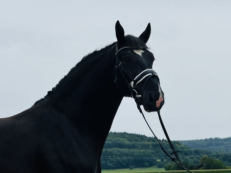 Schweres Warmblut Wallach 3 Jahre 165 cm Rappe in Riedlingen
