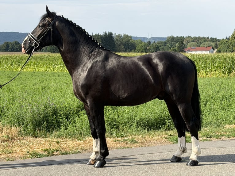 Schweres Warmblut Wallach 3 Jahre 165 cm Rappe in Riedlingen