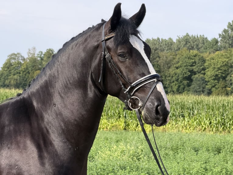 Schweres Warmblut Wallach 3 Jahre 165 cm Rappe in Riedlingen