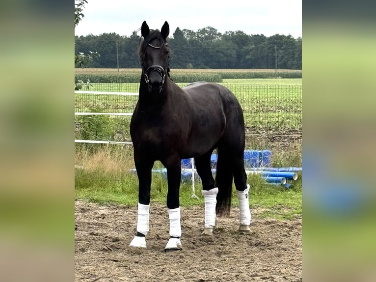 Schweres Warmblut Wallach 3 Jahre 165 cm Rappe in Badbergen