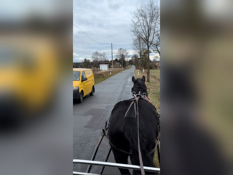 Schweres Warmblut Wallach 3 Jahre 165 cm Rappe in Fincken