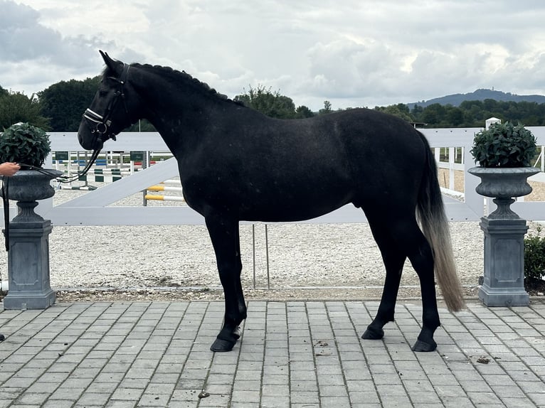Schweres Warmblut Wallach 3 Jahre 165 cm Rappschimmel in Riedlingen