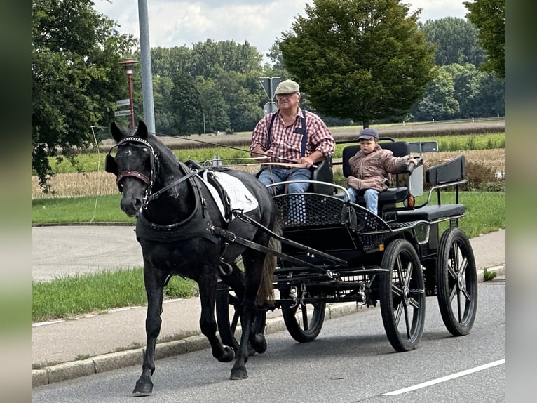 Schweres Warmblut Wallach 3 Jahre 165 cm Rappschimmel in Riedlingen