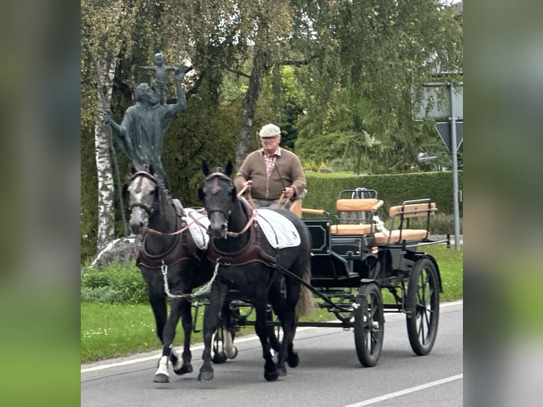 Schweres Warmblut Mix Wallach 3 Jahre 165 cm Rappschimmel in Riedlingen