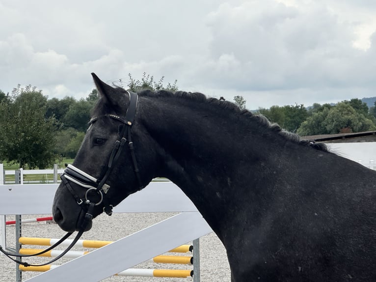 Schweres Warmblut Wallach 3 Jahre 165 cm Rappschimmel in Riedlingen