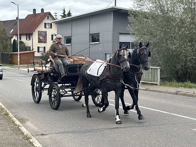 Schweres Warmblut Mix Wallach 3 Jahre 165 cm Rappschimmel in Riedlingen