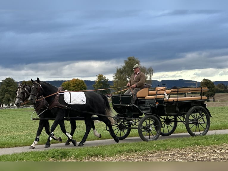 Schweres Warmblut Mix Wallach 3 Jahre 165 cm Rappschimmel in Riedlingen