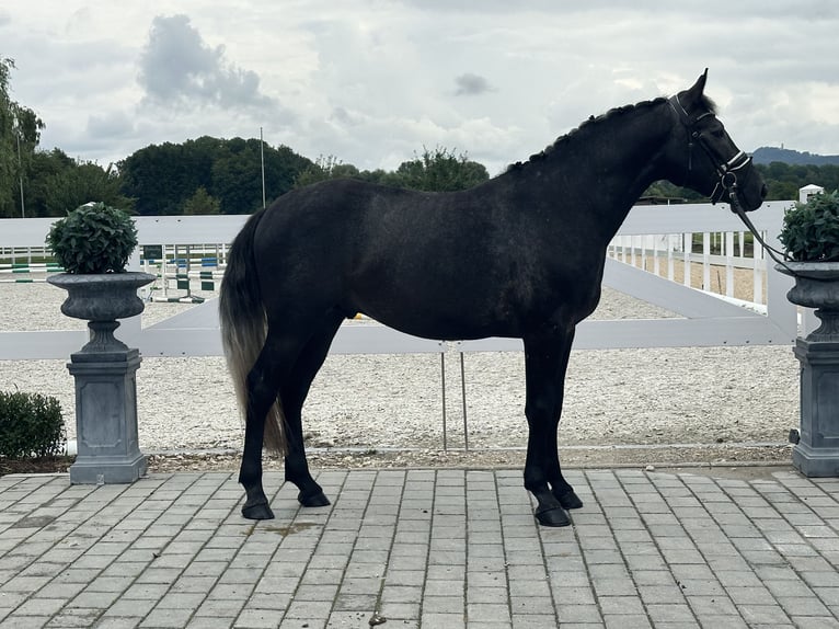 Schweres Warmblut Wallach 3 Jahre 165 cm Rappschimmel in Riedlingen