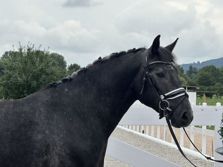 Schweres Warmblut Wallach 3 Jahre 165 cm Rappschimmel in Riedlingen