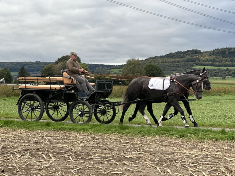 Schweres Warmblut Mix Wallach 3 Jahre 165 cm Rappschimmel in Riedlingen