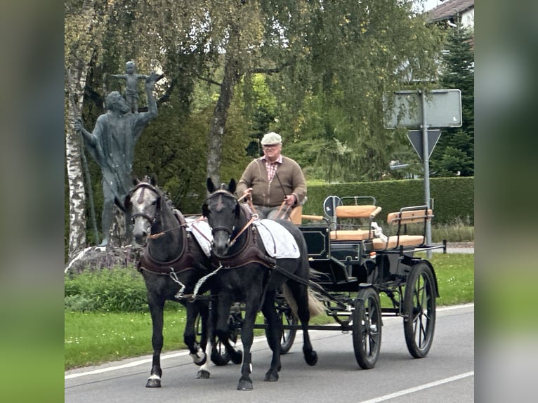 Schweres Warmblut Mix Wallach 3 Jahre 165 cm Rappschimmel in Riedlingen