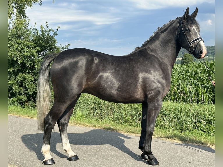Schweres Warmblut Wallach 3 Jahre 165 cm Rappschimmel in Riedlingen
