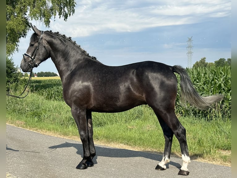 Schweres Warmblut Wallach 3 Jahre 165 cm Rappschimmel in Riedlingen