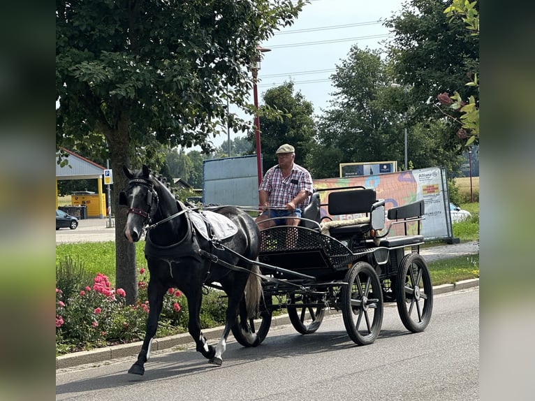 Schweres Warmblut Wallach 3 Jahre 165 cm Rappschimmel in Riedlingen