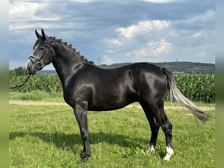 Schweres Warmblut Wallach 3 Jahre 165 cm Rappschimmel in Riedlingen