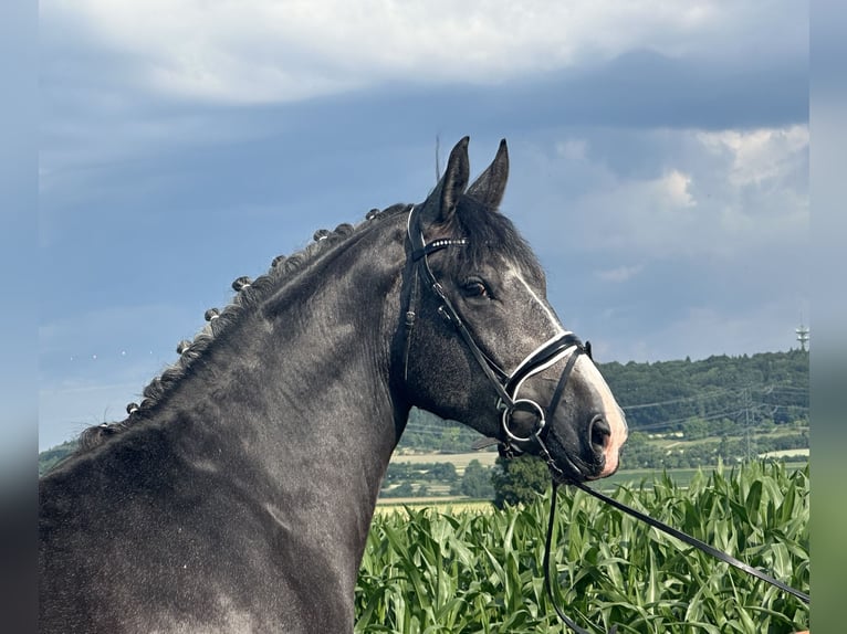 Schweres Warmblut Wallach 3 Jahre 165 cm Rappschimmel in Riedlingen