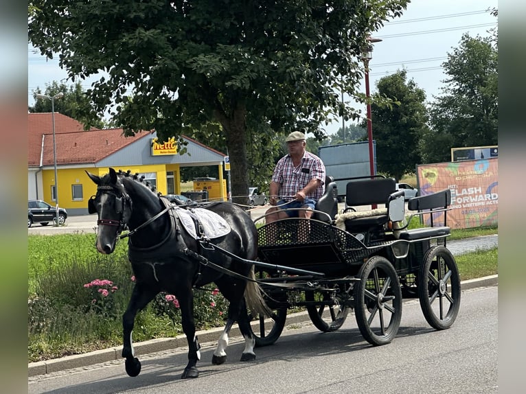 Schweres Warmblut Wallach 3 Jahre 165 cm Rappschimmel in Riedlingen