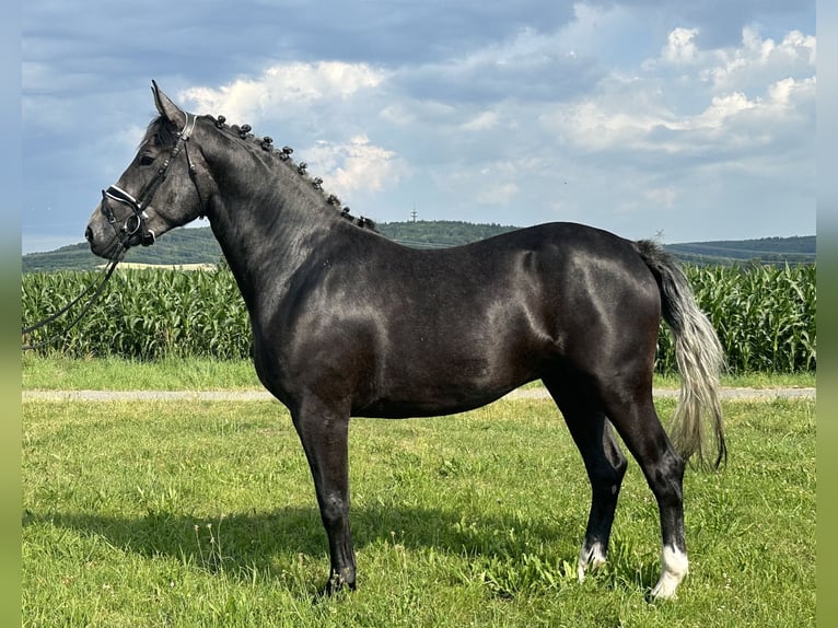 Schweres Warmblut Wallach 3 Jahre 165 cm Rappschimmel in Riedlingen