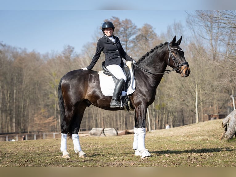 Schweres Warmblut Wallach 3 Jahre 165 cm Schwarzbrauner in Moritzburg