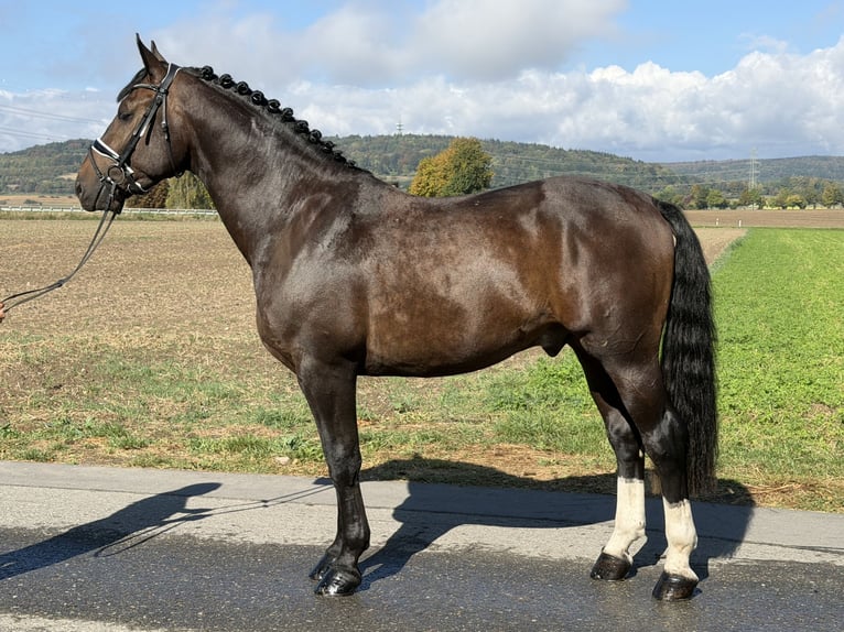 Schweres Warmblut Wallach 3 Jahre 166 cm Dunkelbrauner in Riedlingen