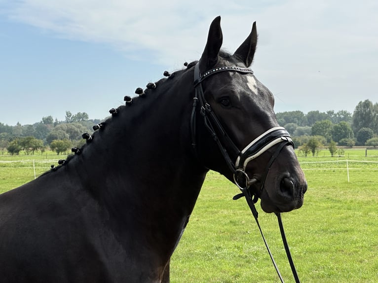 Schweres Warmblut Wallach 3 Jahre 166 cm Dunkelbrauner in Riedlingen