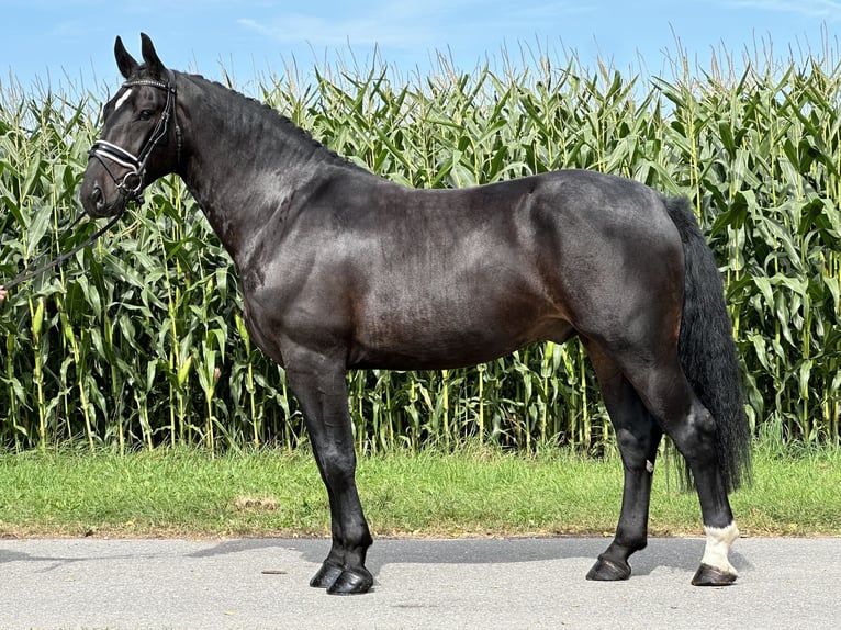 Schweres Warmblut Wallach 3 Jahre 166 cm Dunkelbrauner in Riedlingen