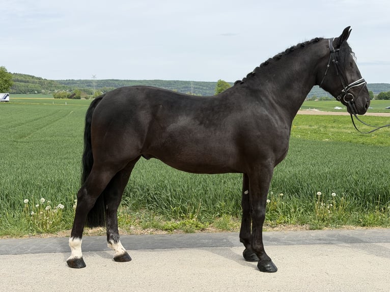 Schweres Warmblut Wallach 3 Jahre 166 cm Rappe in Riedlingen