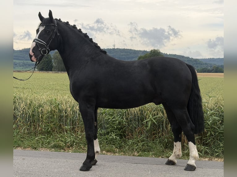 Schweres Warmblut Wallach 3 Jahre 166 cm Rappe in Riedlingen