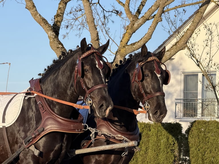 Schweres Warmblut Wallach 3 Jahre 166 cm Rappe in Riedlingen