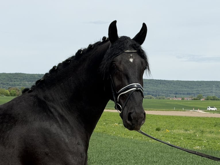 Schweres Warmblut Wallach 3 Jahre 166 cm Rappe in Riedlingen
